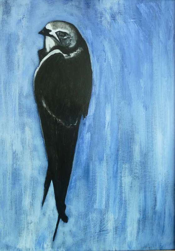 Gierzwaluw, 2011, acryl op board, 48 x 68