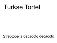 Turkse Tortel