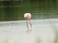 Flamingo, Waterland - Polder IJdoorn - Plasdras (Noord-Holland), 17-07-2020