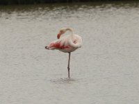 Flamingo, Waterland - Polder IJdoorn - Plasdras (Noord-Holland), 17-07-2020