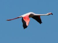 Flamingo, Camargue, 30-04-2019