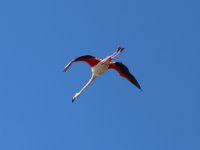 Flamingo, Camargue, 05-05-2019