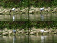 Kleine Zilverreiger, Frankrijk, Lille, Lac de Heron, 03-09-2016
