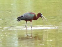 Zwarte ibis, Camargue, 09-05-2019