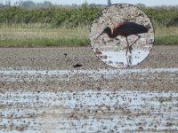Zwarte ibis, Camargue, 01-05-2019