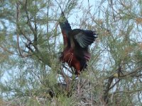 Zwarte ibis, Camargue, 30-04-2019