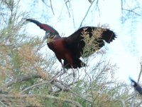 Zwarte ibis, Camargue, 30-04-2019