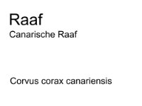 raaf canariensis