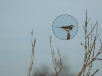 Witte kwikstaart, Nationaal Park Zuid-Kennemerland - Vogelmeer, 13-10-2018