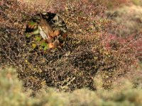 Zanglijster, Nationaal Park Zuid-Kennemerland - Kennemermeer, 11-10-2018, 13-10-2018